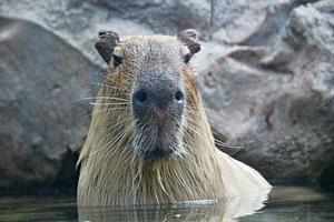 TIL: Working with Long Element Ids with Capybara