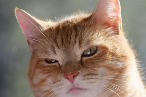 TIL: Ruby Regex %r{}