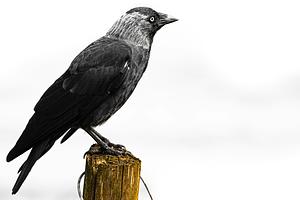 Jackdaw: simple, fast, static site generator