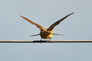 Ruby hashes: defaults and overrides